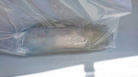 フィッシングボートACE（エース） 釣果