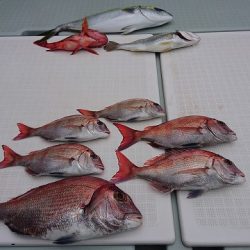 フィッシングボートACE（エース） 釣果