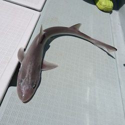 フィッシングボートACE(エース) 釣果