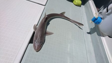 フィッシングボートACE(エース) 釣果