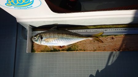 フィッシングボートACE(エース) 釣果