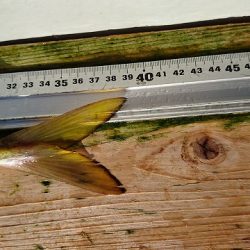 フィッシングボートACE(エース) 釣果