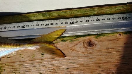 フィッシングボートACE(エース) 釣果