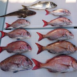 フィッシングボートACE(エース) 釣果