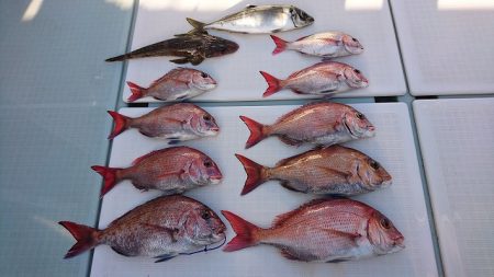 フィッシングボートACE(エース) 釣果