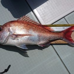 フィッシングボートACE(エース) 釣果