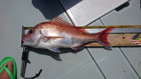 フィッシングボートACE(エース) 釣果