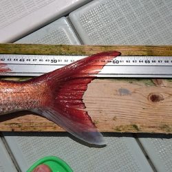 フィッシングボートACE(エース) 釣果