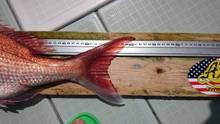 フィッシングボートACE(エース) 釣果