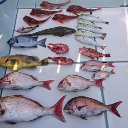 フィッシングボートACE(エース) 釣果