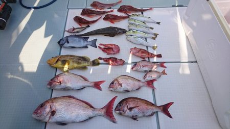 フィッシングボートACE(エース) 釣果