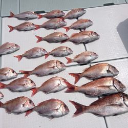 フィッシングボートACE（エース） 釣果