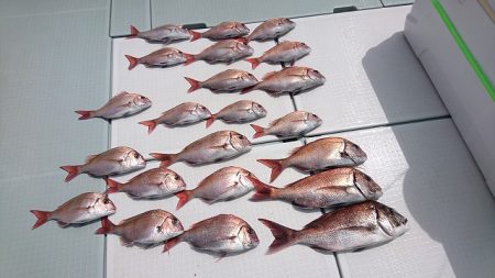 フィッシングボートACE（エース） 釣果