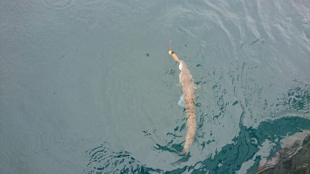 フィッシングボートACE(エース) 釣果