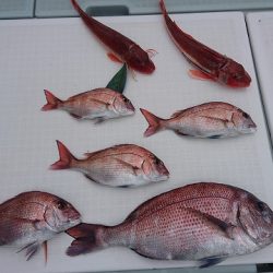 フィッシングボートACE(エース) 釣果