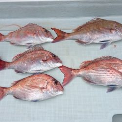 フィッシングボートACE（エース） 釣果