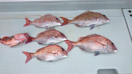 フィッシングボートACE（エース） 釣果