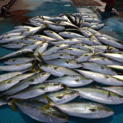アジアマリンサービス 釣果