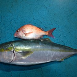 アジアマリンサービス 釣果