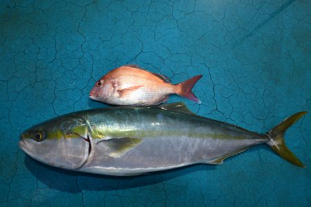 アジアマリンサービス 釣果