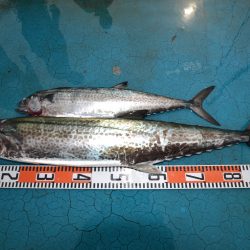 アジアマリンサービス 釣果