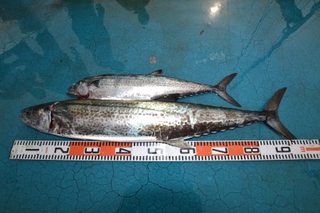 アジアマリンサービス 釣果