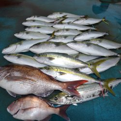 アジアマリンサービス 釣果