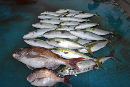アジアマリンサービス 釣果