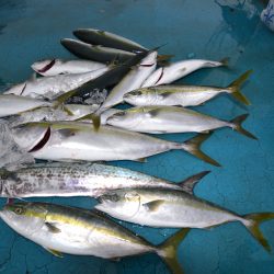 アジアマリンサービス 釣果