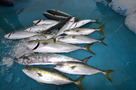 アジアマリンサービス 釣果