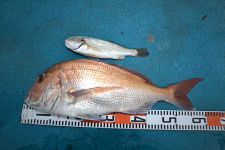 アジアマリンサービス 釣果