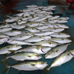 アジアマリンサービス 釣果