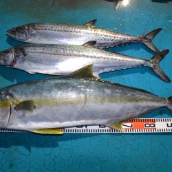 アジアマリンサービス 釣果