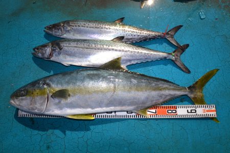 アジアマリンサービス 釣果