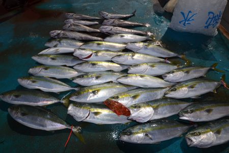 アジアマリンサービス 釣果