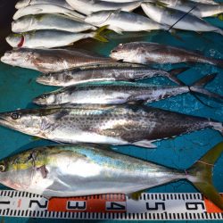 アジアマリンサービス 釣果