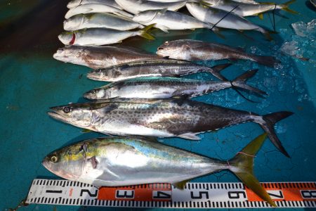 アジアマリンサービス 釣果