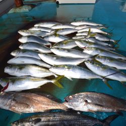 アジアマリンサービス 釣果