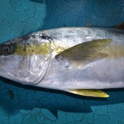 アジアマリンサービス 釣果