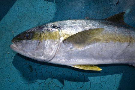 アジアマリンサービス 釣果