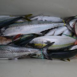 アジアマリンサービス 釣果