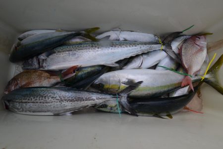 アジアマリンサービス 釣果