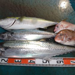 アジアマリンサービス 釣果