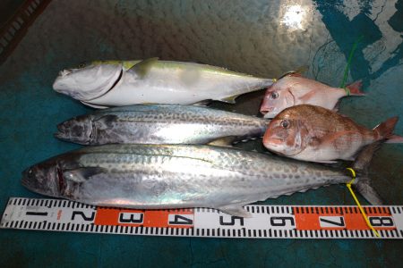 アジアマリンサービス 釣果