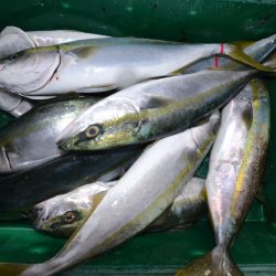 アジアマリンサービス 釣果