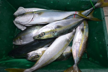 アジアマリンサービス 釣果