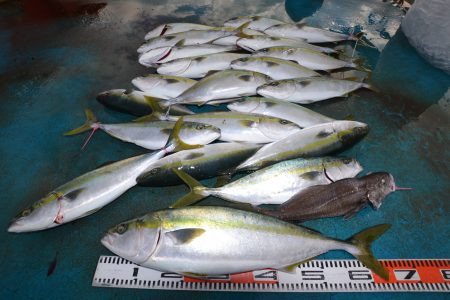 アジアマリンサービス 釣果