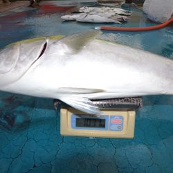 アジアマリンサービス 釣果