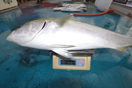 アジアマリンサービス 釣果