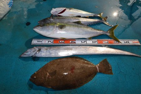 アジアマリンサービス 釣果